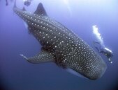 WhaleShark2Acomp.jpg