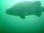 Cat_Black_Sea_Bass1.JPG
