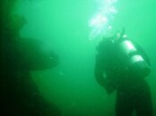 Cat_Black_Sea_Bass2.JPG