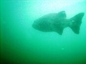Cat_Black_Sea_Bass3.JPG