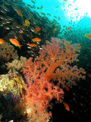 SoftCoral.jpg