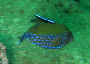 boxfish_id.jpg