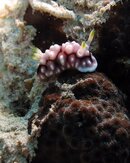 Moalboal Nudibranch.jpg