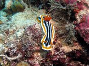 Moalboal Nudibranch2.jpg