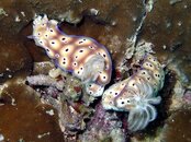 Moalboal Nudibranch3.jpg