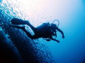 Moalboal Trevally Schooling.jpg