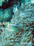 Moalboal Tubla Point Pink Anemonefish Medium Web view.jpg