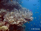 Moalboal Tubla Point Reef2 Medium Web view.jpg