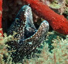 Spotted EEL - edited-2.jpg