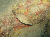 Shy Filefish at Spitting Caves.JPG