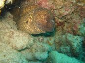 Yellowmargin Moray at Portlock.JPG