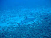 DSC04388.JPG