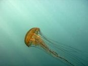Sea nettle.jpg
