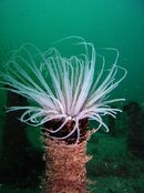 Tube Anemone.jpg