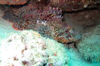 stonefish.JPG