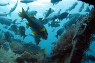 schooloffishes.JPG