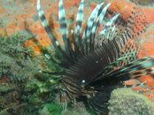 Blue Heron Bridge Sponge Garden Lion fish.jpg