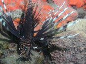 Blue Heron Bridge Sponge Garden lionfish.jpg