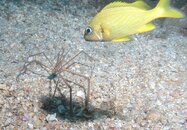 Blue Heron Bridge Sponge Garden Arrow and Grunt.jpg