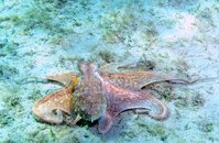 Blue Heron Bridge Sponge Garden Octopus.jpg