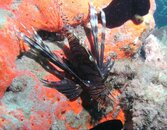 Blue Heron Bridge Sponge Garden Big Lion.jpg