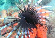 Blue Heron Bridge Sponge Garden Puffed Lion.jpg