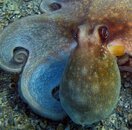 octocloseup2[1].JPG