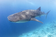 whaleshark.jpg