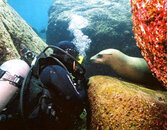 sealion and diver.jpg