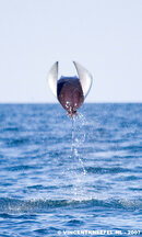 vincent_kneefel_mobula_ray.jpg