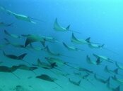 Cabo-Pulmo-Diving-300x225.jpg