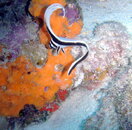 PICT0043.JPG