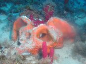 Abernathy Corridor wrecks, med reef, toy box 037.jpg