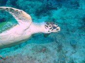 Abernathy Corridor wrecks, med reef, toy box turtle.jpg