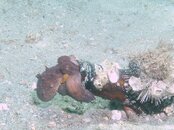 Blue Heron Bridge Octopus Dive Octo Bottle.jpg