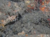 Blue Heron Bridge Octopus Dive Scorpion fish.jpg