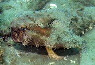 batfish.jpg