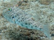 puffer.jpg