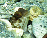 jawfish.jpg