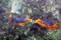 IMG_5956wa.jpg