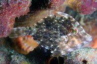 IMG_0061wa.jpg