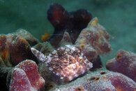 IMG_0051wa.jpg