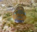 FishCloseup-1.jpg FishCloseup-1.jpg