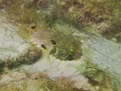 pufferfish-2.jpg pufferfish-2.jpg