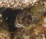 toadfishhiding.jpg toadfishhiding.jpg