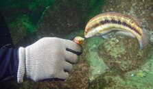 Morefishfeeding.jpg Morefishfeeding.jpg