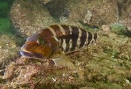 Jettyfishcloseup.jpg Jettyfishcloseup.jpg