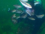 fishswarm.jpg fishswarm.jpg