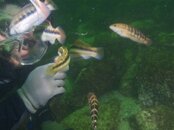 feedingwrasse.jpg feedingwrasse.jpg