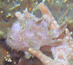 KWfrogfish2.jpg